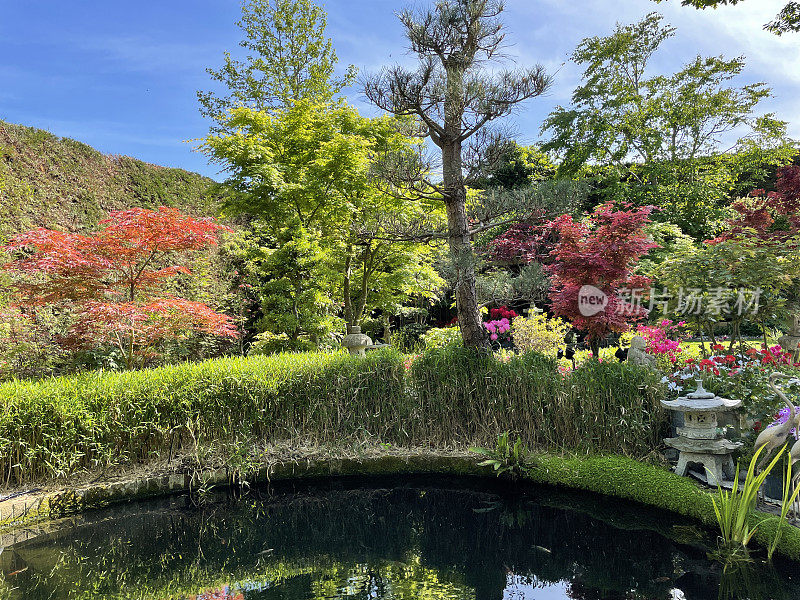 阳光明媚的景观，观赏性花园和锦鲤池与竹树篱，日本枫树(掌槭槭)树，花盆开花植物，石灯笼，盆景树和一个对冲的背景