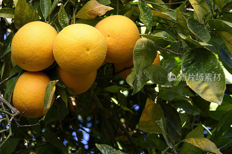 脐橙在树上成熟的特写