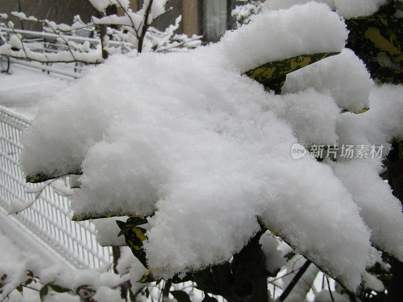 日本。1月。树下的雪。