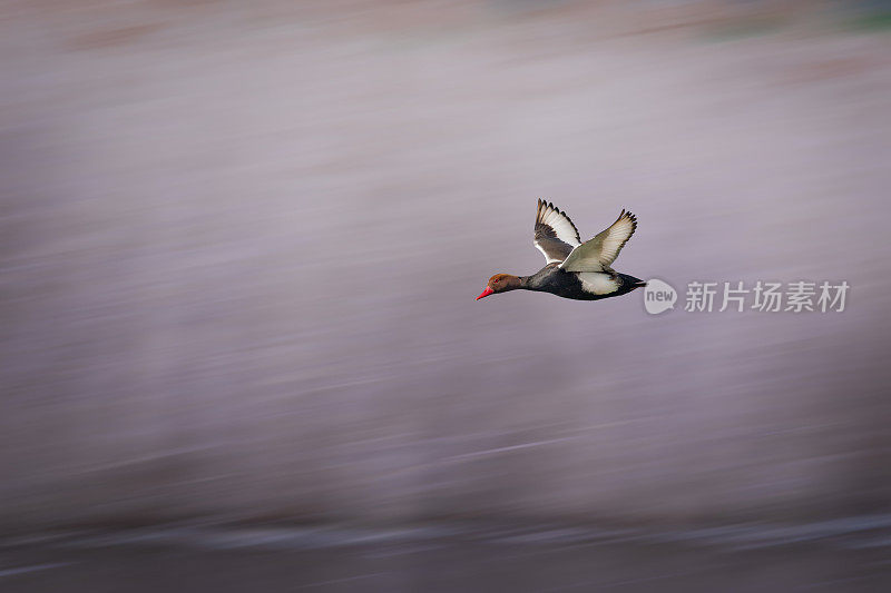 会飞的鸭子。Red-crested红头潜鸭。自然背景。