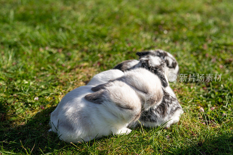 可爱的小兔子在草地上睡觉