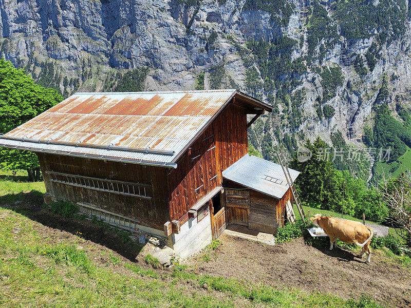 在Lauterbrunnen山谷的村庄里，一头奶牛在牲口棚前喝水。