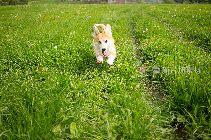 一只顽皮的彭布罗克威尔士柯基犬在乡村小路上奔跑