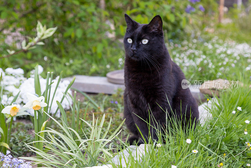 花园里的黑猫