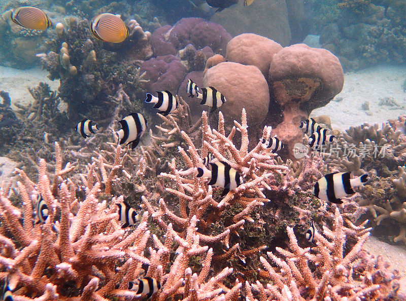 珊瑚中的四条条纹小热带鱼(黑小热带鱼)