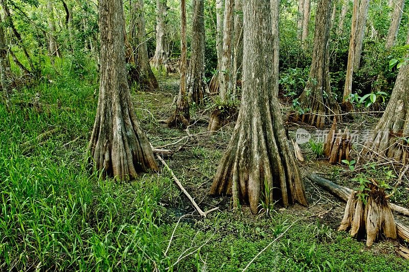 老柏树的根在佛罗里达大柏树国家保护区潮湿的湿地