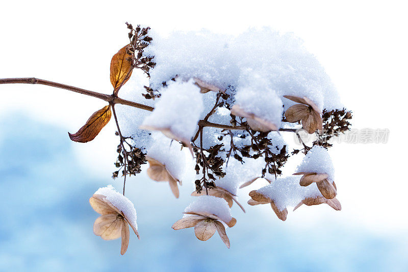 雪下的花