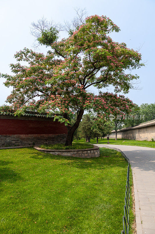 中国天坛公园的夏季景观