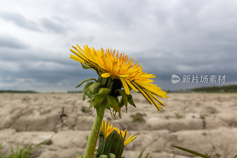 蒲公英在干燥的粘土地里