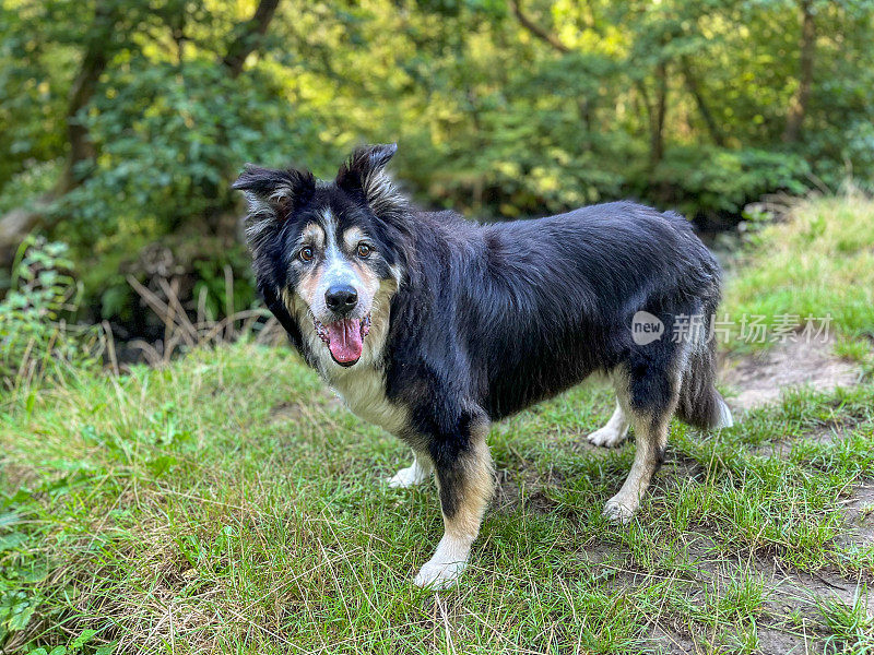 高级边境牧羊犬近距离肖像