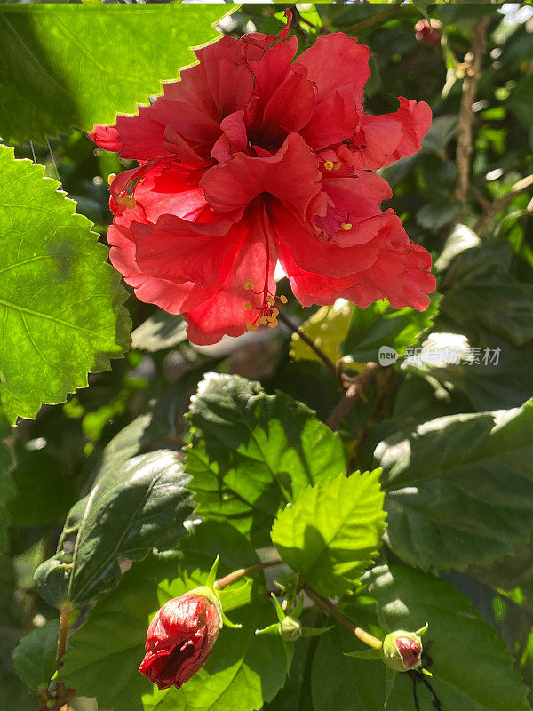 红色重瓣木槿植物的形象，开花的蜀葵树与红色花朵生长在夏季园林，模糊的叶子背景