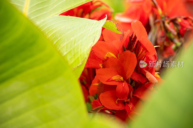 花园里的植物特写