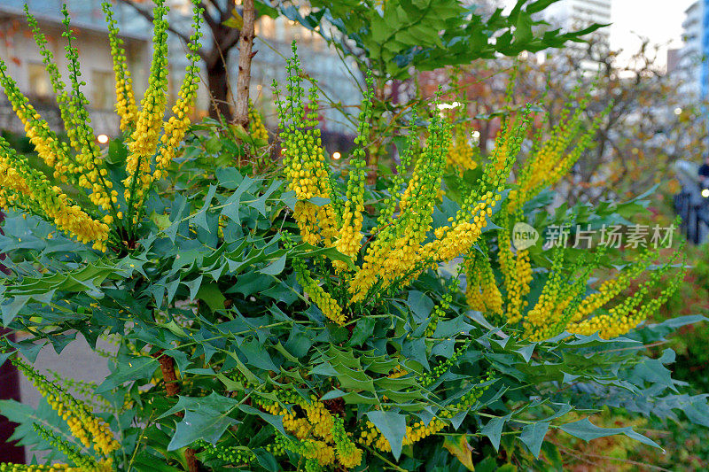 黄花植物野外特写