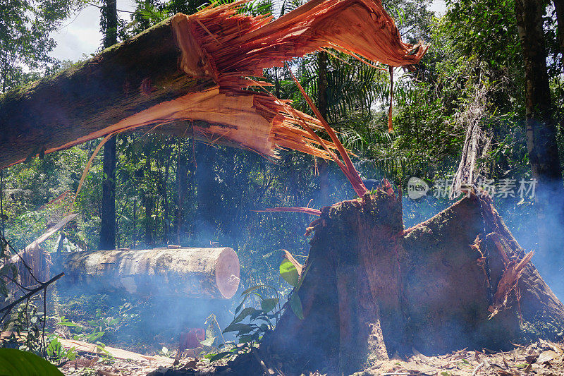 森林里砍伐的木材。森林砍伐-库存图片