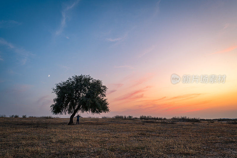 夕阳下草地上的一棵树