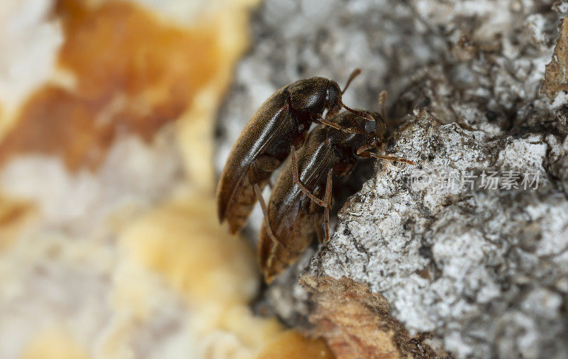 假黑甲虫，在真菌上交配的兰花云母