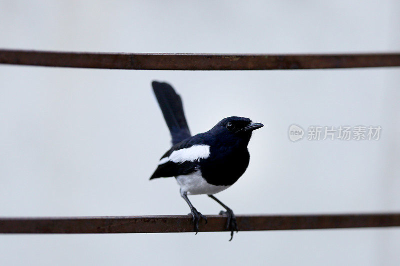 喜鹊鸟