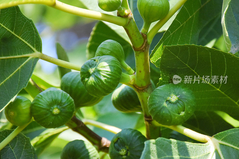 无花果树，新鲜的有机无花果在花园里的无花果树上