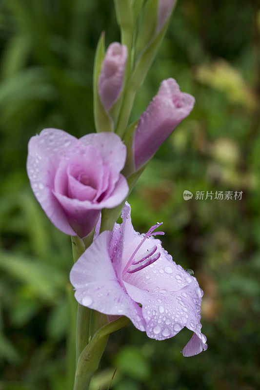 8月开花的剑兰