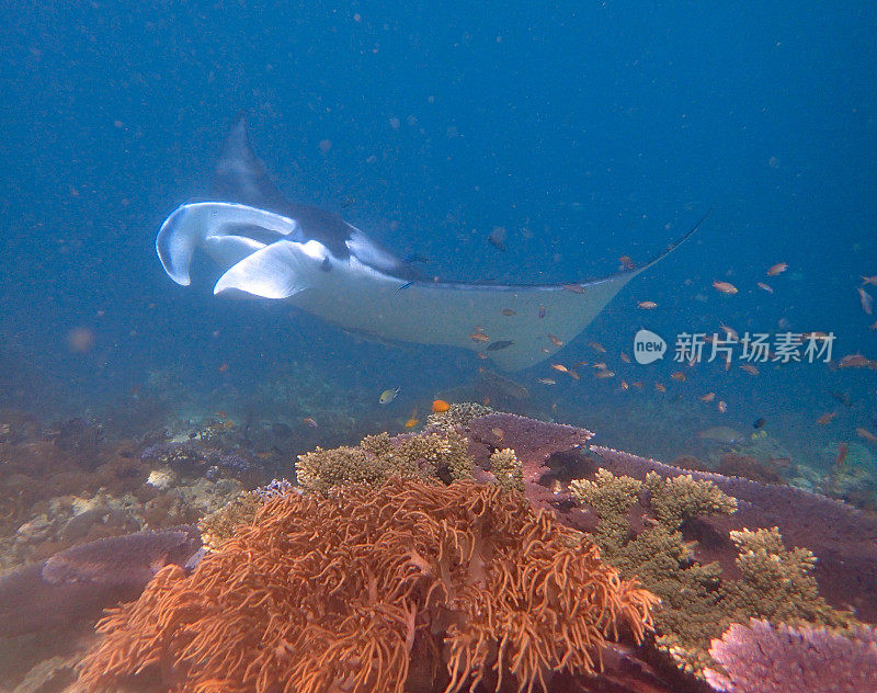 蝠鲼游泳