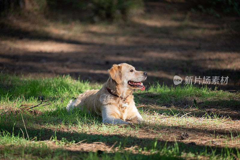 快乐的金毛猎犬坐在森林里阳光灿烂的日子里