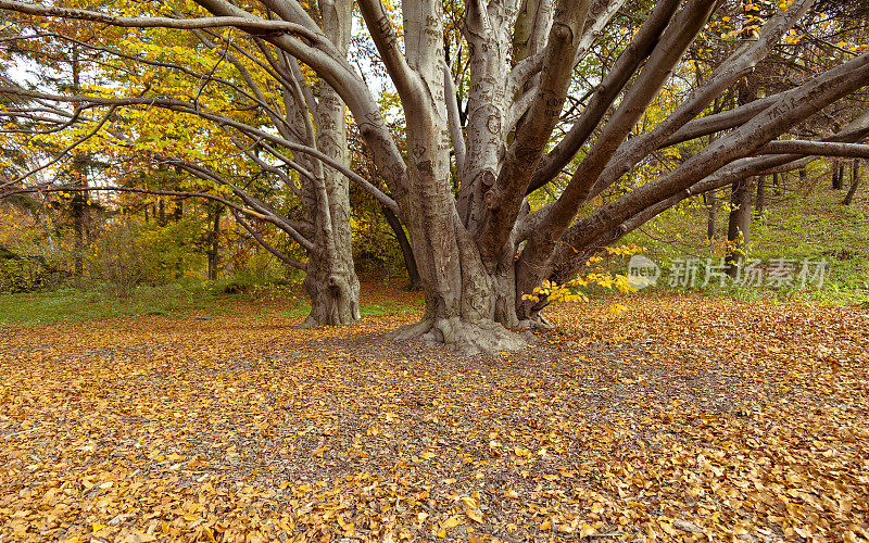 透过树上黄色的秋叶，看到一棵大树。秋天植物园里不寻常的树