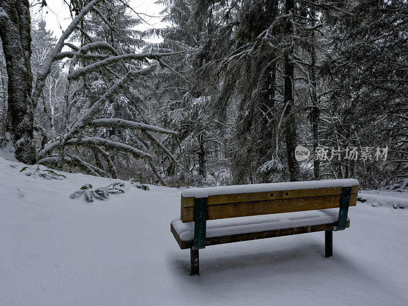 森林里的雪，加拿大温哥华