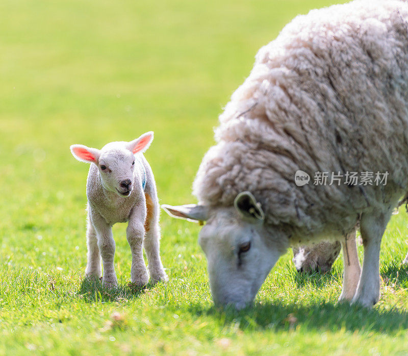 牧场上的羊羔和母羊