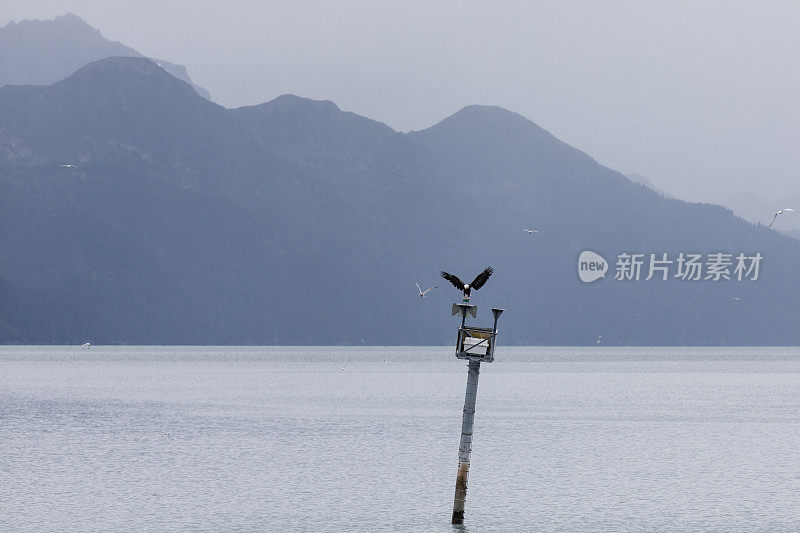 秃鹰飞过海洋