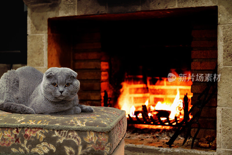 壁炉边有只垂耳猫