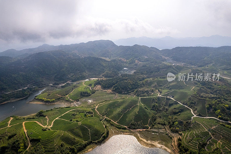 鸟瞰山上的茶园