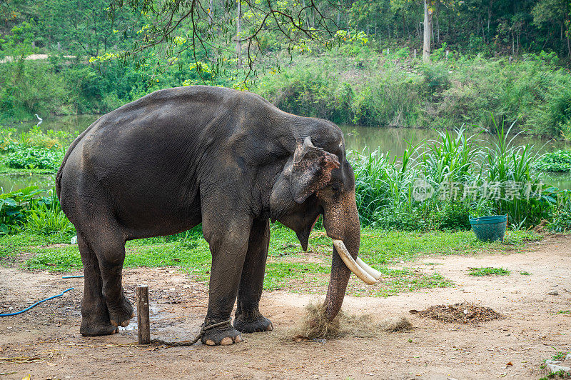 生活在泰国农村野生动物保护区的亚洲象。