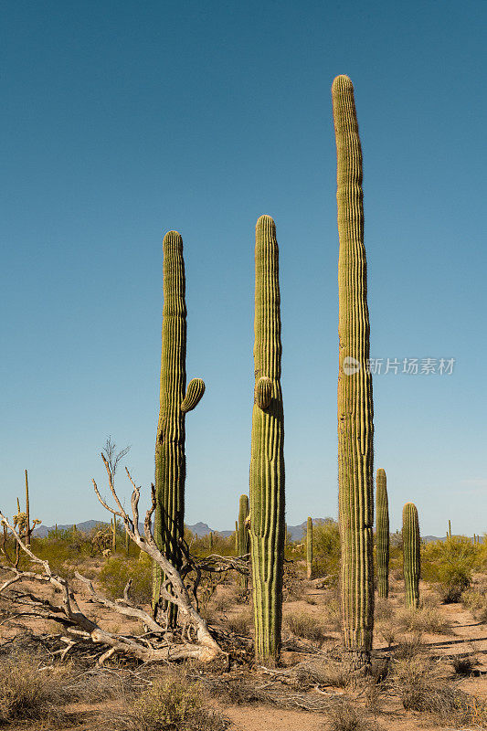 风琴管仙人掌国家纪念碑沙漠景观在亚利桑那州