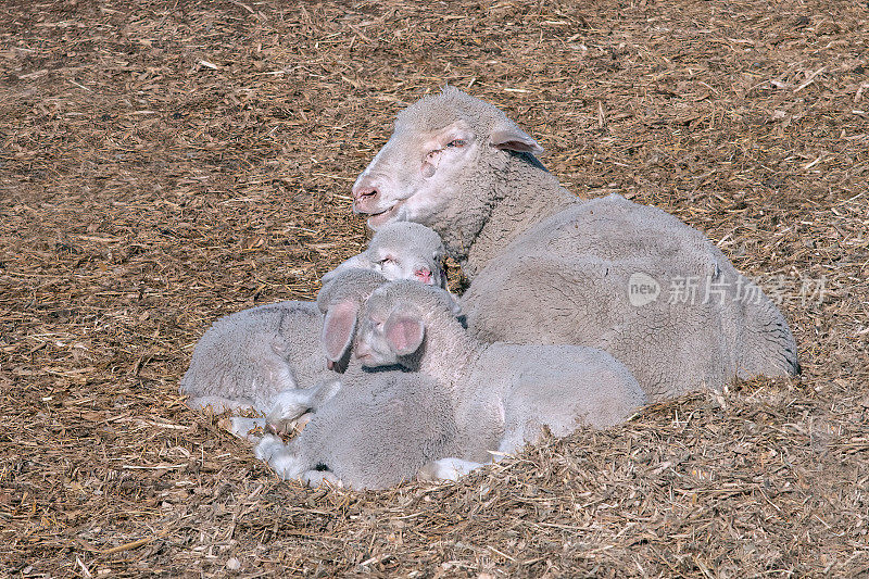 美国西部蒙大拿州中部的三只新生羊羔