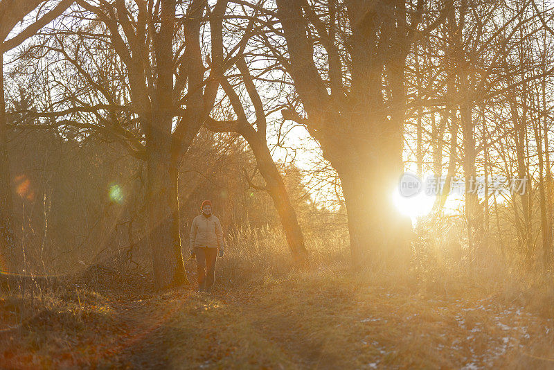 深秋日落时分在森林里远足。一个成熟的女人走在乡间小路上。背光和极端的镜头耀斑对太阳的艺术拍摄。