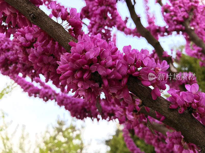 粉红色的泡桐花。亚当的树。犹大树。