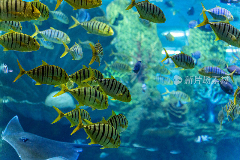 水族馆里的一群热带鱼