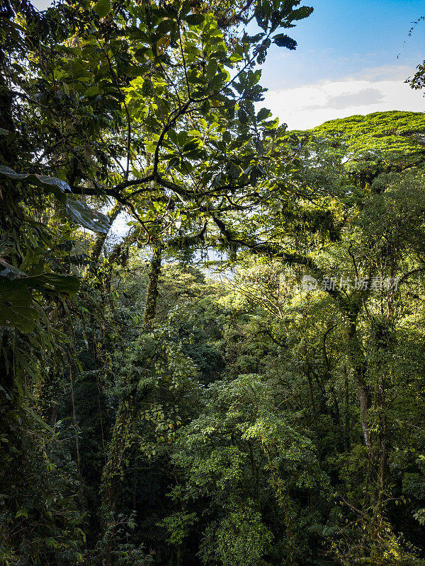 哥斯达黎加云雾森林中的一棵树