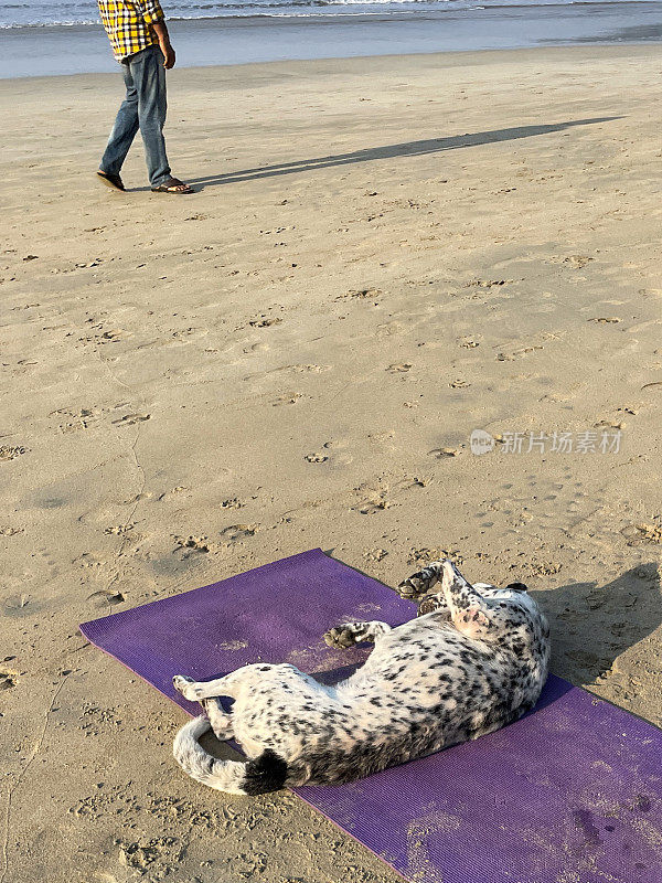 白色的狗躺在紫色的瑜伽垫上，在海边的水边，杂种狗在阳光下的沙滩上晒日光浴，背景是认不出的人，焦点在前景