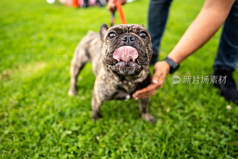 自然公园上的法国斗牛犬肖像