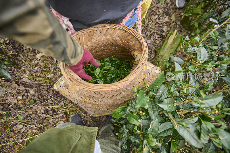 一位亚洲女性在茶园采摘茶叶。