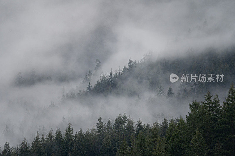 雾山雨林温哥华岛