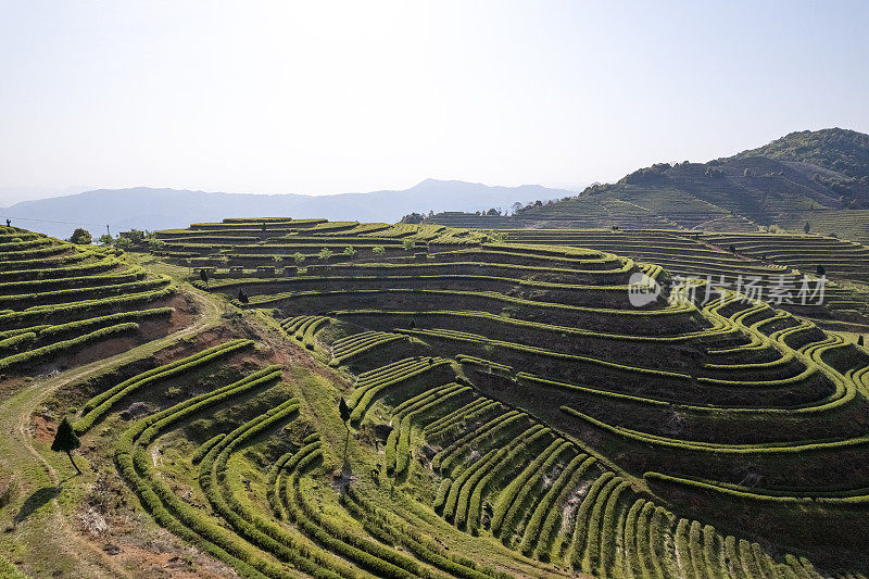 山谷中的茶园