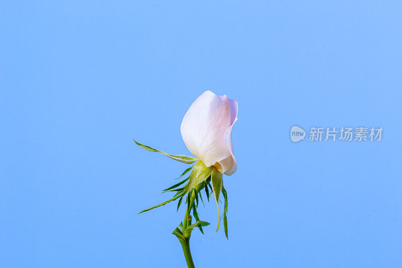 玫瑰果花盛开在蓝色背景的照片。