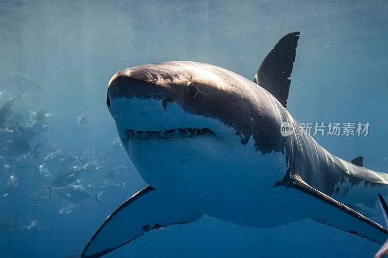凶险的大白鲨游过镜头