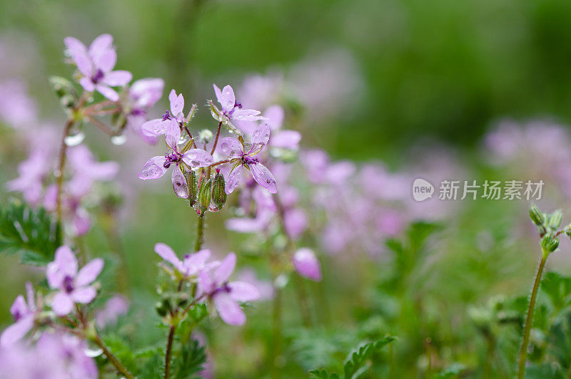 花上的水滴