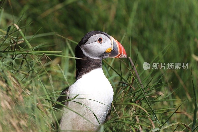 角嘴海雀