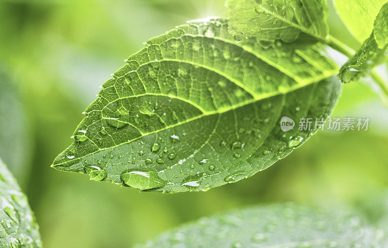 带雨滴的叶子