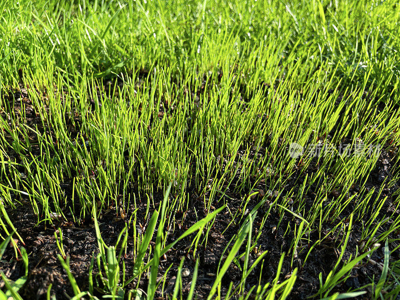 全帧图像新鲜的绿草芽从播种种子，振兴，潮湿和泥泞的绿草，夏季草坪维护，重点在前景