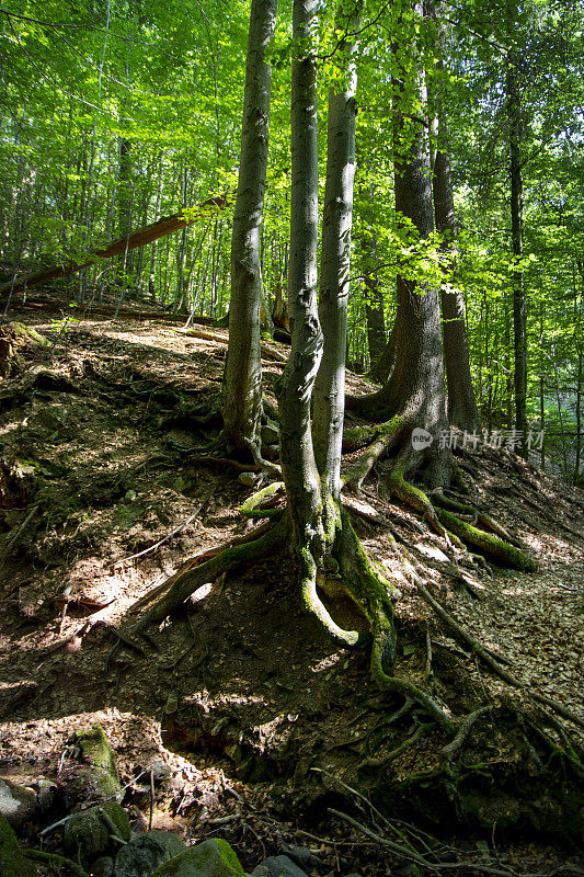 小峡谷和小溪，生物圈保护区Rhön，德国